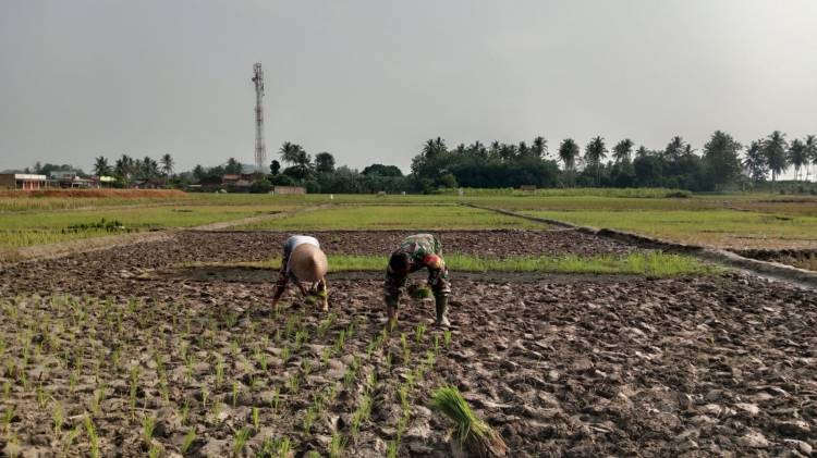 CuplikCom-Dukung-Ketahanan-Pangan-Babinsa-Kodim-0421Ls,-Bantu-Petani-Tanam-Padi-28052023183201-IMG-20230528-WA0045.jpg