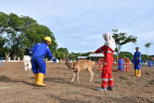 CuplikCom-Dukung-SDGs,-Kilang-Pertamina-Balongan-Hibahkan-Rusa-Timor-untuk-Penangkaran-di-Pangandaran-18122024131322-IMG-20241218-WA0013.jpg