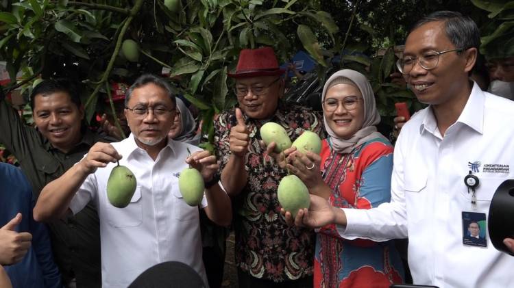 CuplikCom-Mangga-Indramayu-Laris-Manis,-Menteri-Perdagangan-RI-Zulkifli-Hasan-Borong-Buah-Mangga-1-Ton-13102022213024-IMG-20221013-WA0006.jpg