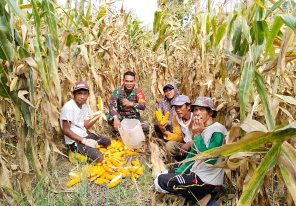 CuplikCom-Meringankan-beban-Petani,-Babinsa-Kodim-0421LS-Bantu-Panen-Jagung-21092023114341-IMG-20230921-WA0012.jpg