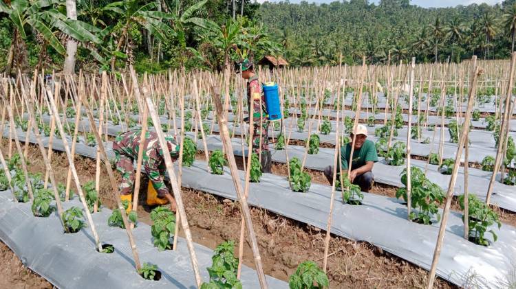 CuplikCom-Tingkatkan-Kemanunggalan-TNI-Rakyat-dan-Ketahanan-Pangan,-Babinsa-Kodim-0421Ls-Dampingi-Petani-Cabe-13072023173737-IMG-20230713-WA0020.jpg